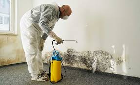 Best Attic Mold Removal  in Thermalito, CA